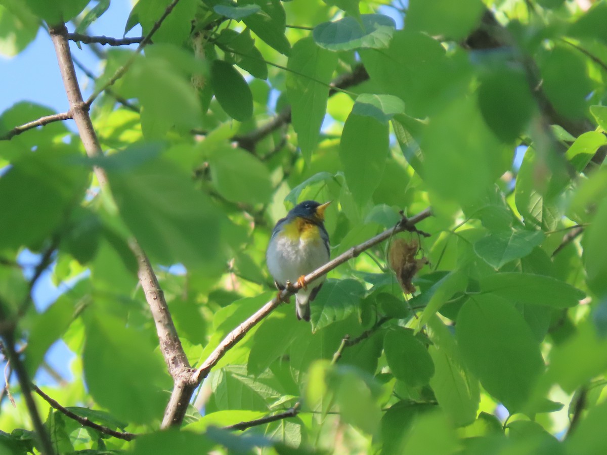 Northern Parula - ML655416196