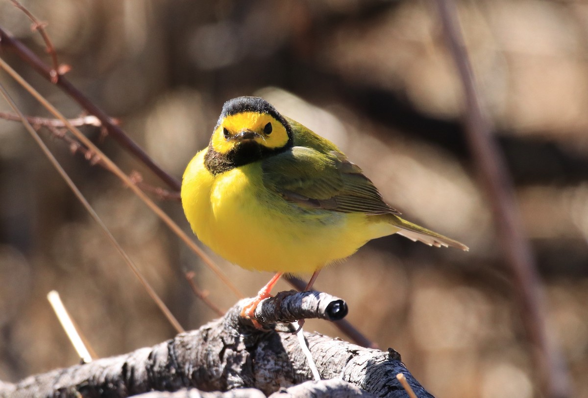 eBird Checklist - 18 Apr 2026 - Hartlen Point - 4 species