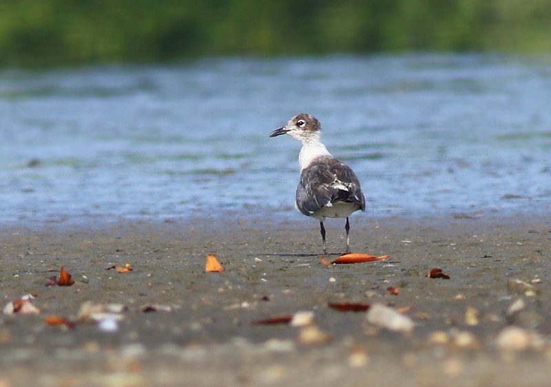 Franklin's Gull - ML65541731