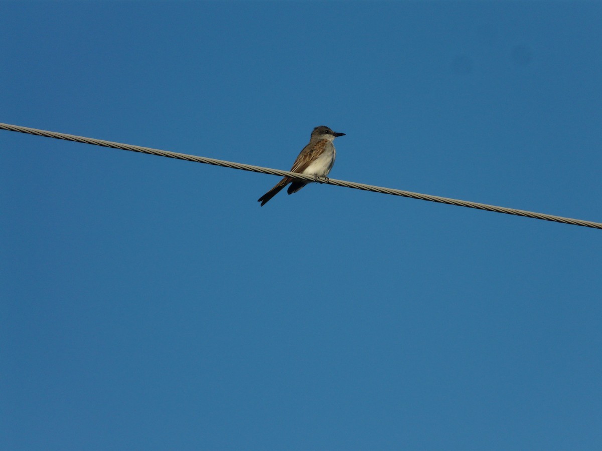 Gray Kingbird - ML65541741
