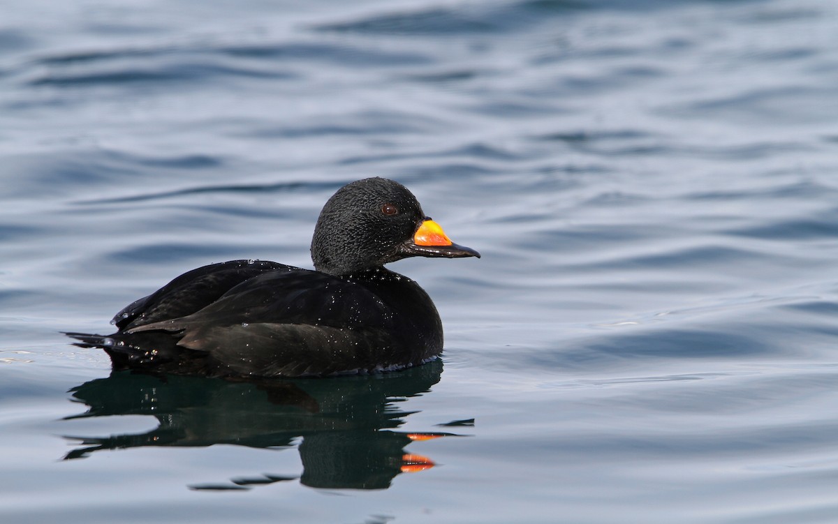 Black Scoter - ML65541771