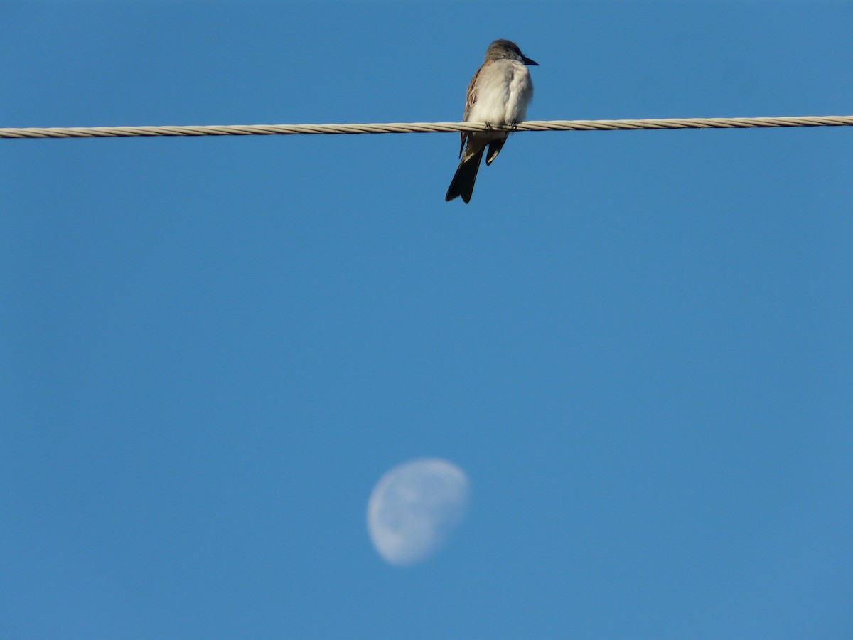 Gray Kingbird - ML65541801