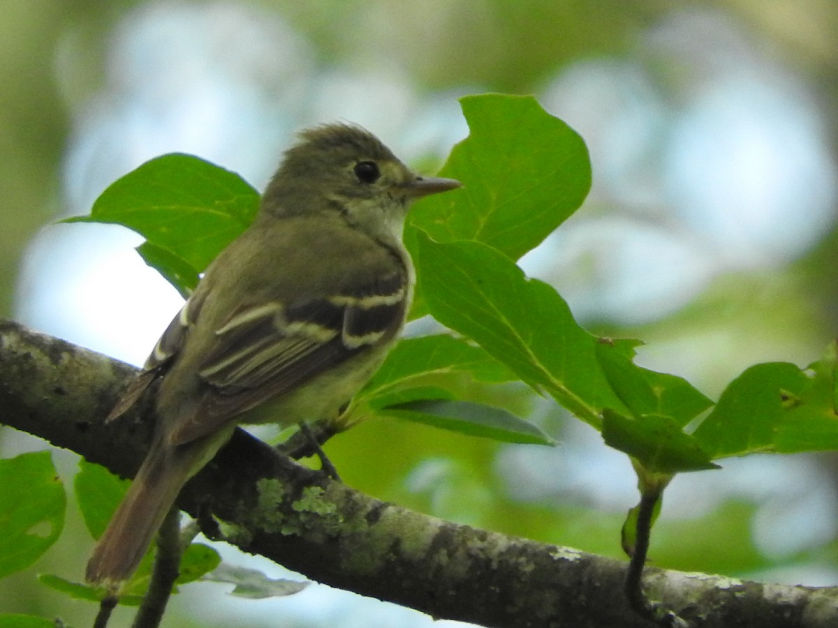 Acadian Flycatcher - ML65541921