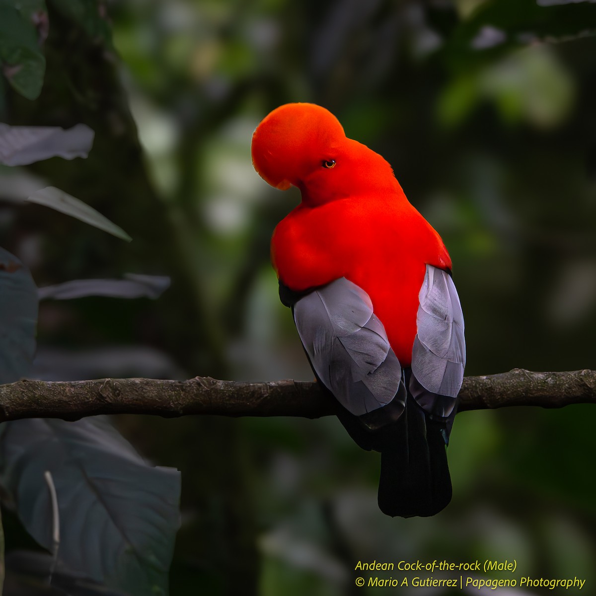 Andean Cock-of-the-rock - ML655419254