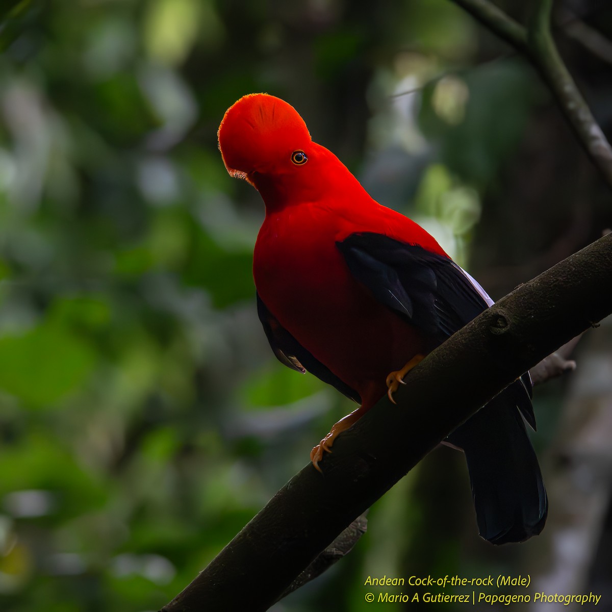 Andean Cock-of-the-rock - ML655419255