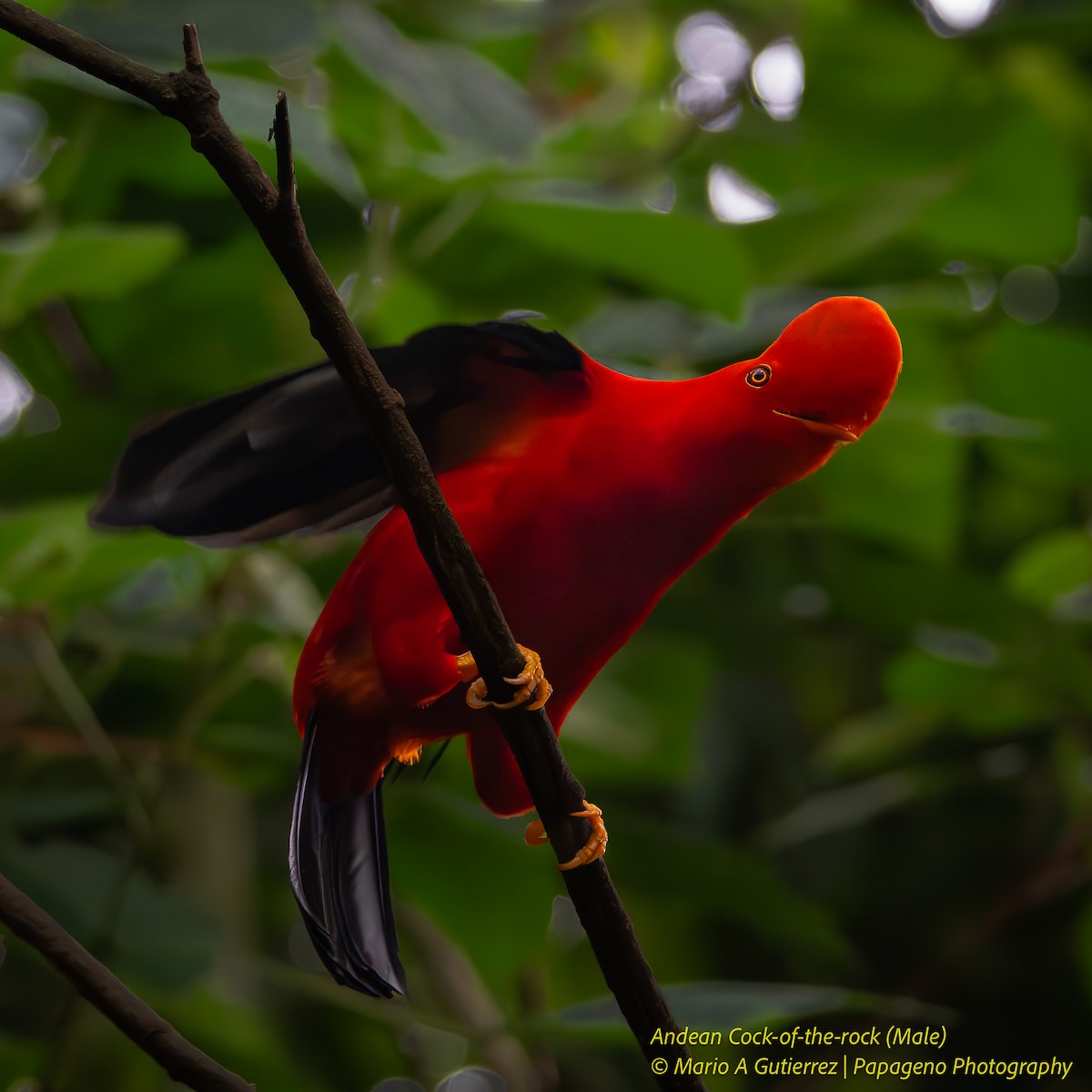 Andean Cock-of-the-rock - ML655419256