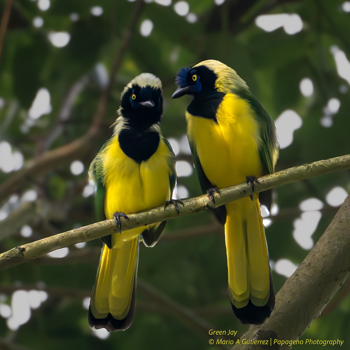 Green Jay - ML655419640