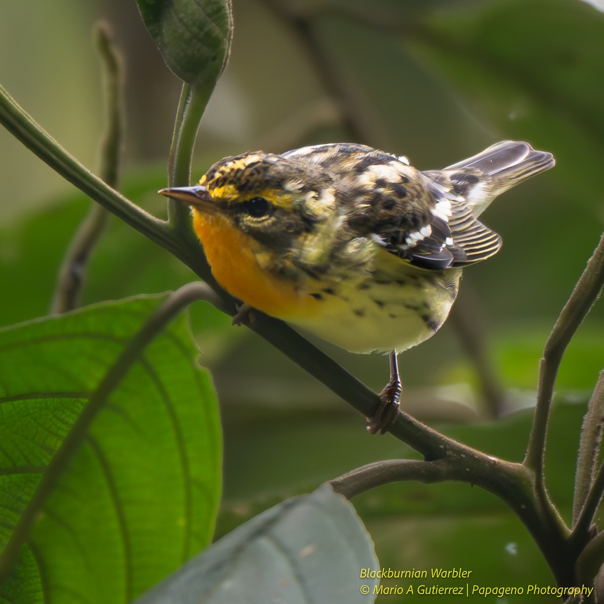 Blackburnian Warbler - ML655419843