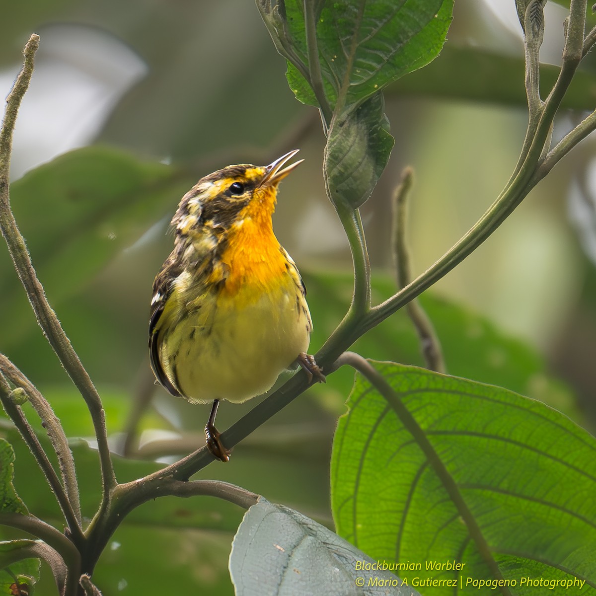 Blackburnian Warbler - ML655419844