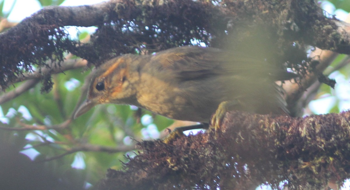 Rufous-tailed Foliage-gleaner - ML655419978