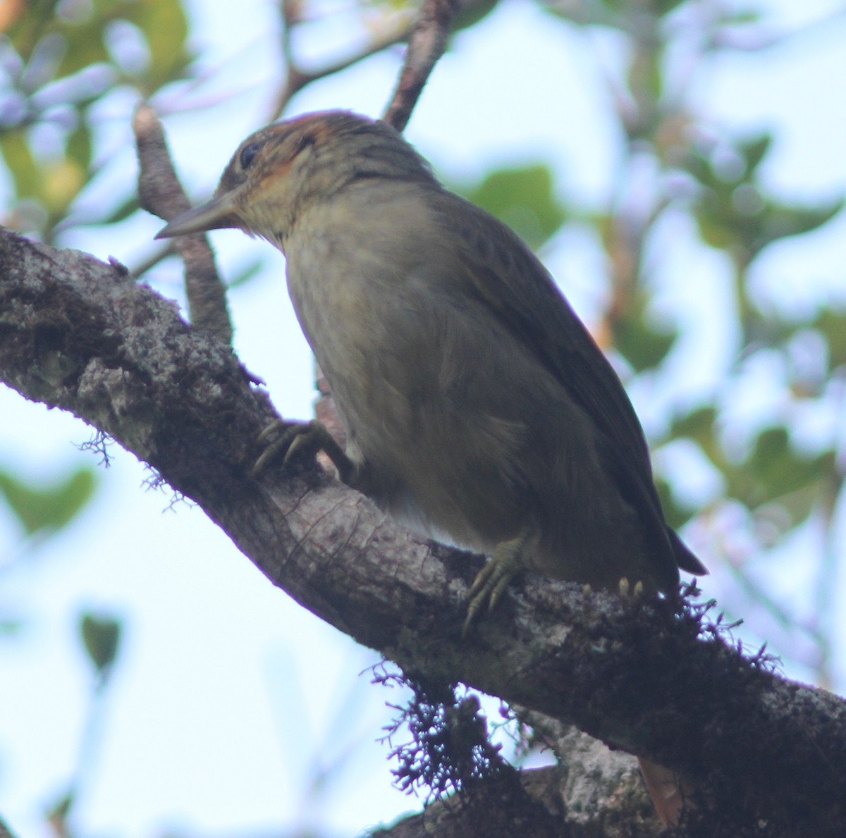 Rufous-tailed Foliage-gleaner - ML655419979