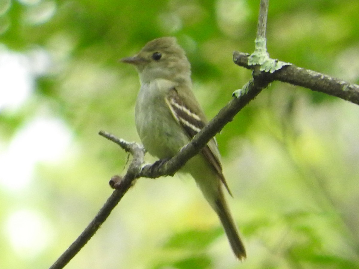 Acadian Flycatcher - ML65542091