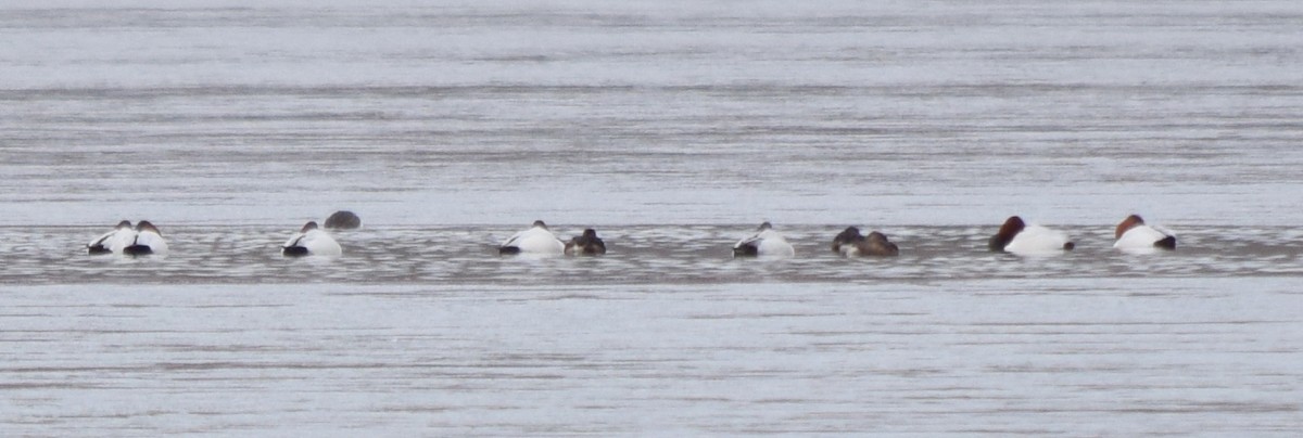 kanvasand - ML655421200