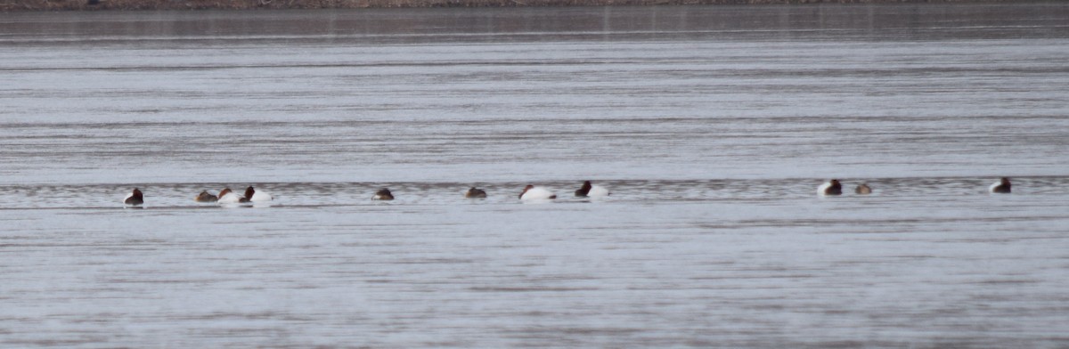 kanvasand - ML655421201