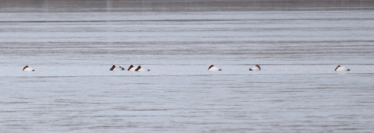 kanvasand - ML655421213