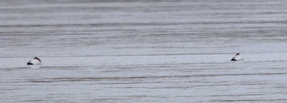 kanvasand - ML655421222