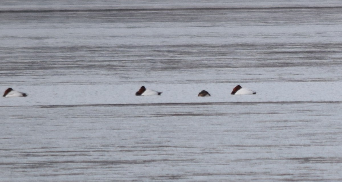 kanvasand - ML655421223