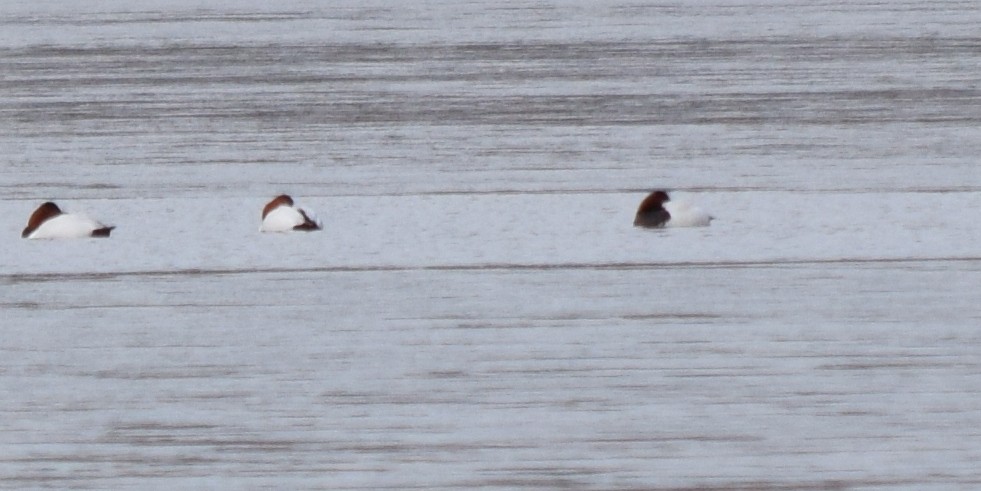 kanvasand - ML655421228