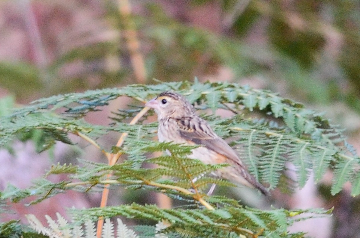 Black-winged Bishop - ML65542221