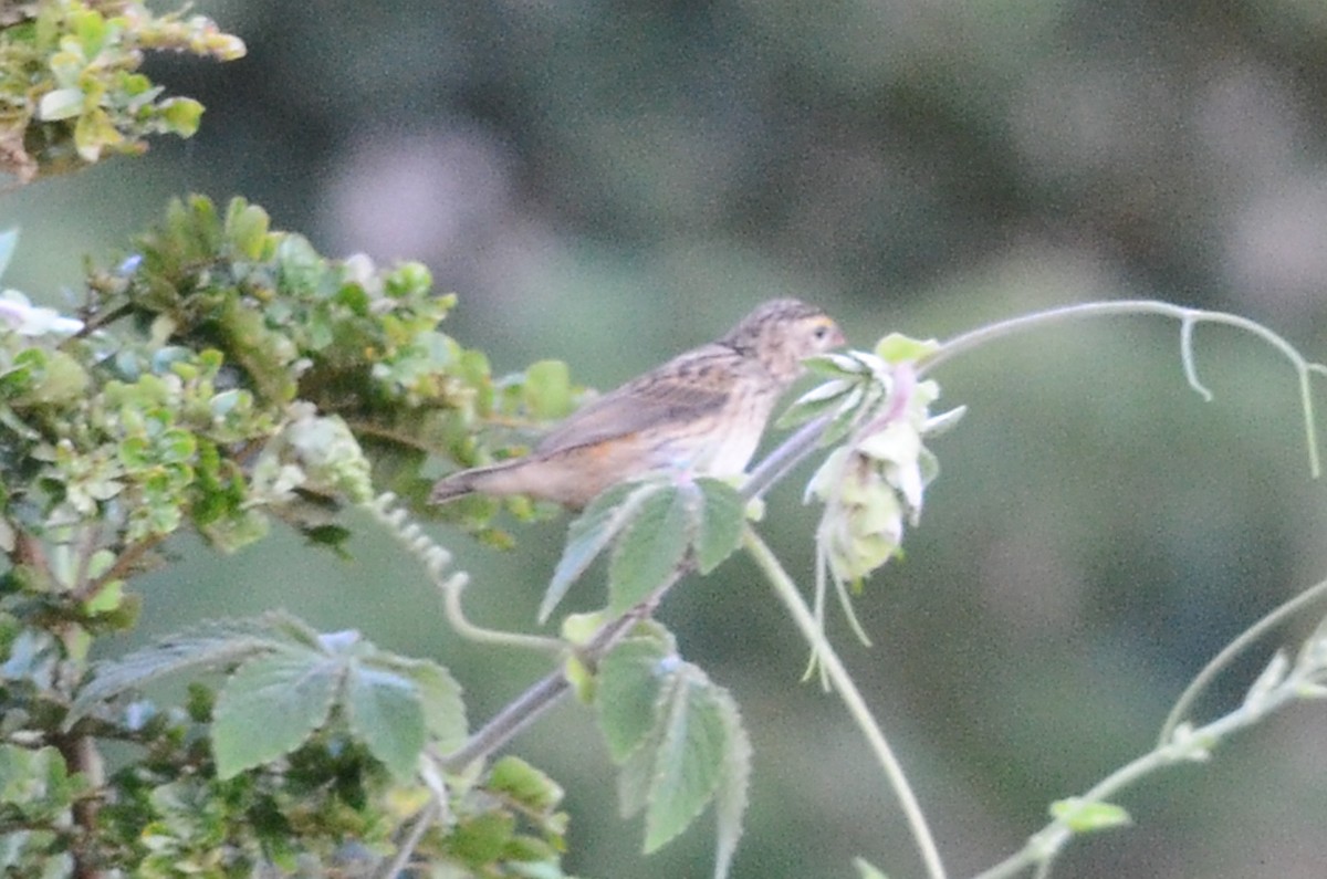 Black-winged Bishop - ML65542231