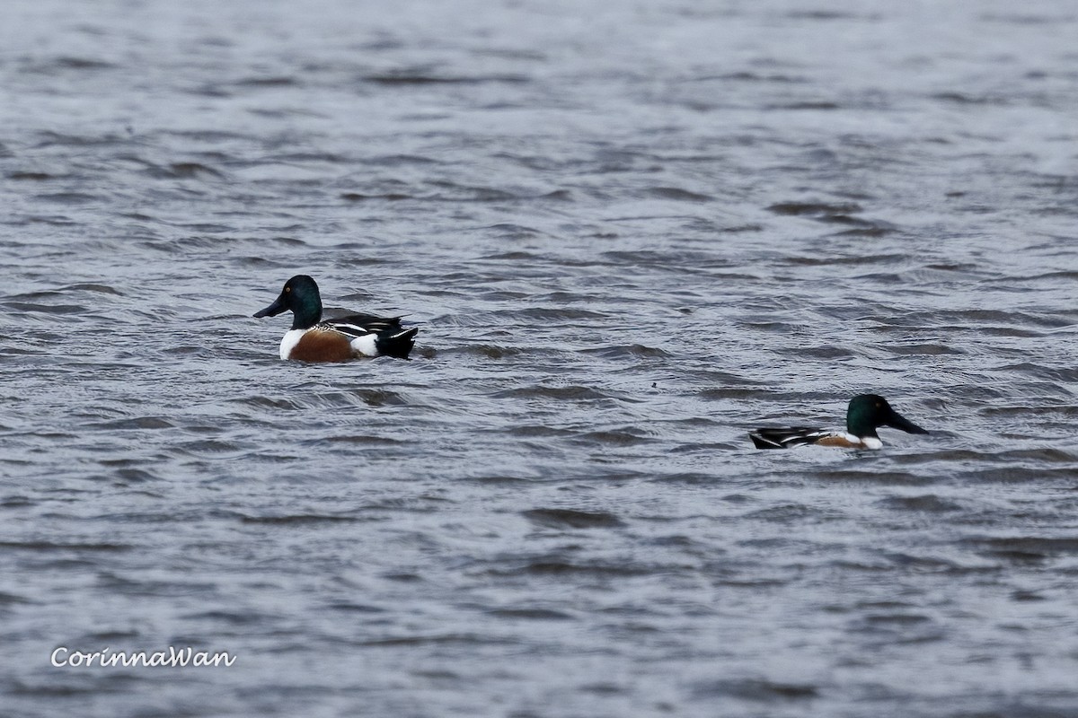 Northern Shoveler - ML655422990
