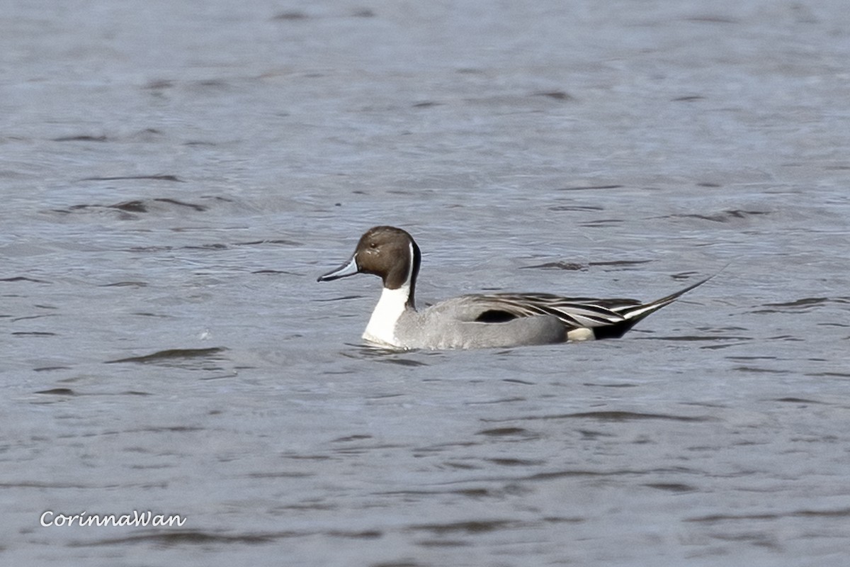 Northern Pintail - ML655423037