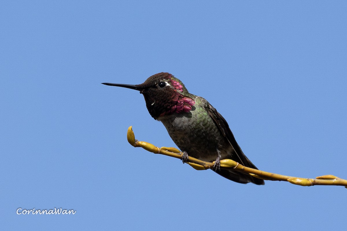 Anna's Hummingbird - ML655423059