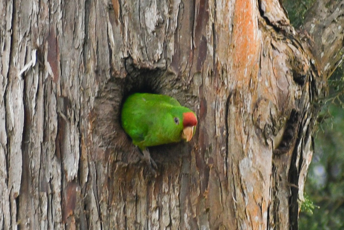 Scarlet-fronted Parakeet - ML655424682