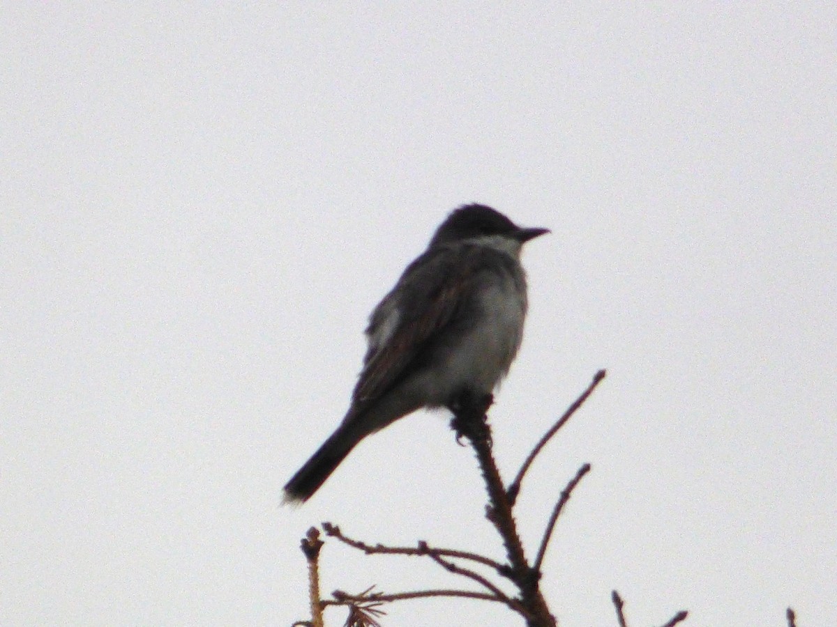 טירן מזרחי - ML65542611