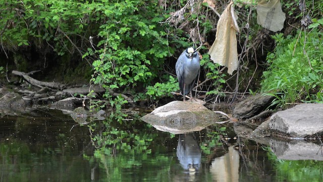 Yellow-crowned Night Heron - ML655426114