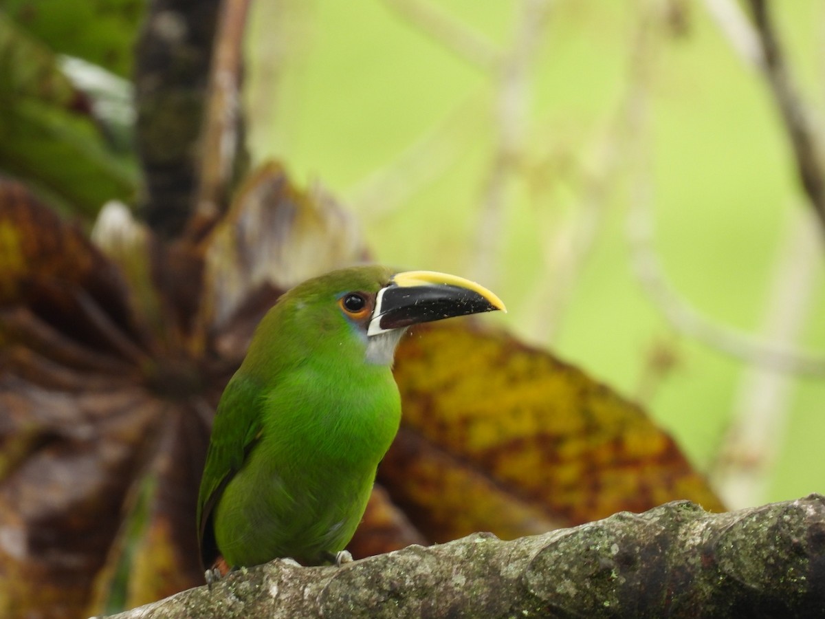Southern Emerald-Toucanet - ML655426910