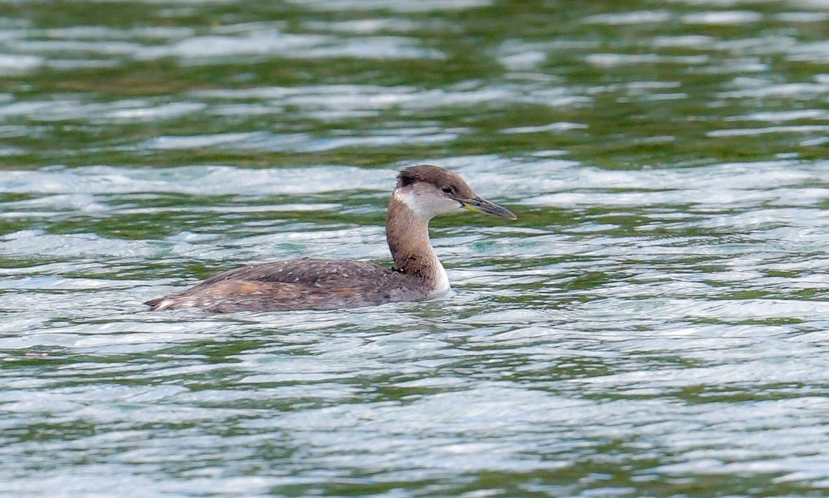 eBird Checklist - 20 Apr 2026 - Codorus SP (IBA) - 16 species
