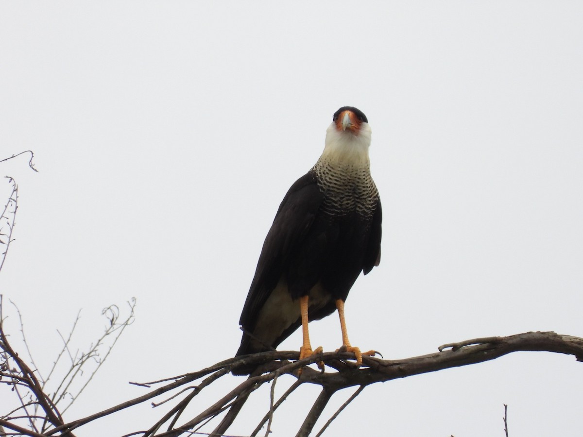 Crested Caracara - ML655427070
