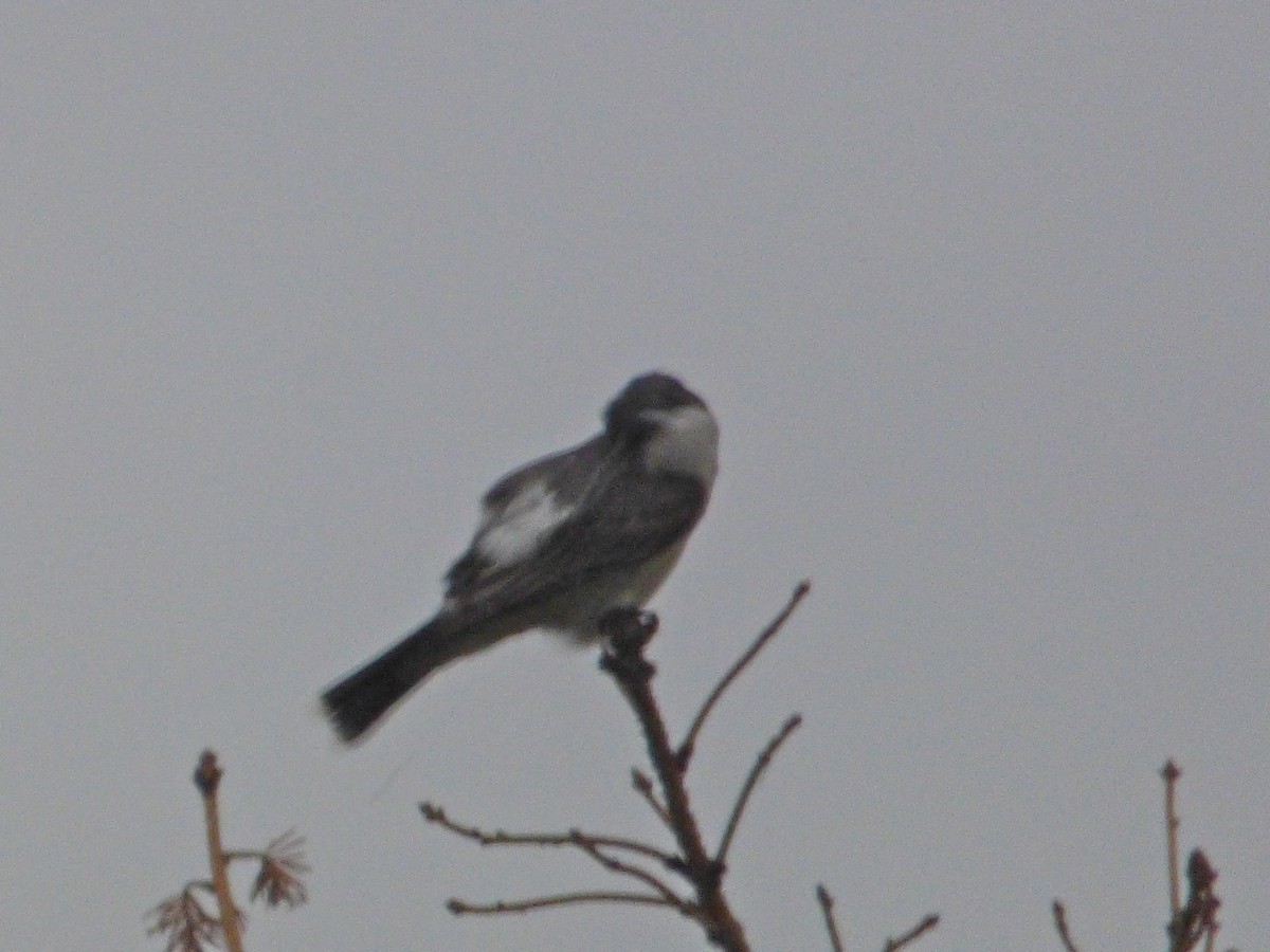 Eastern Kingbird - ML65542731