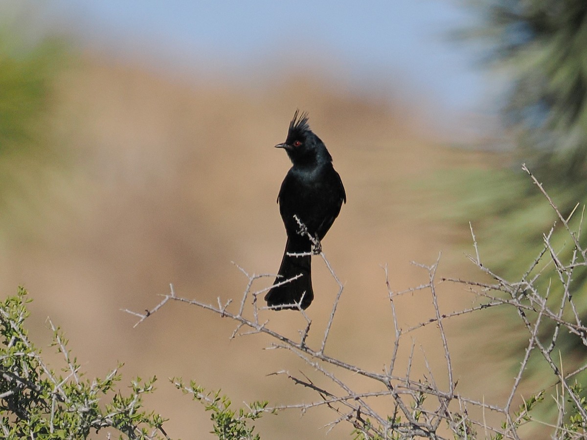 Phainopepla - ML655428320