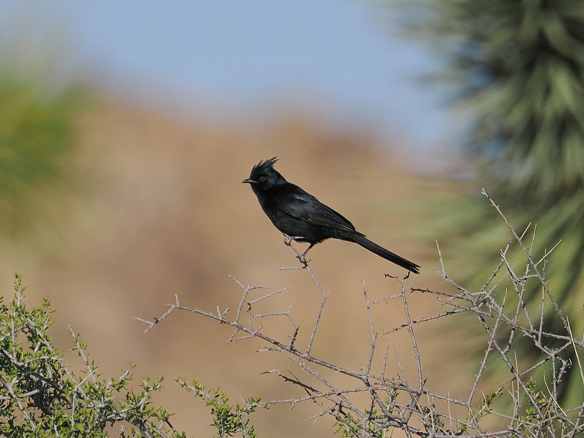 Phainopepla - ML655428321
