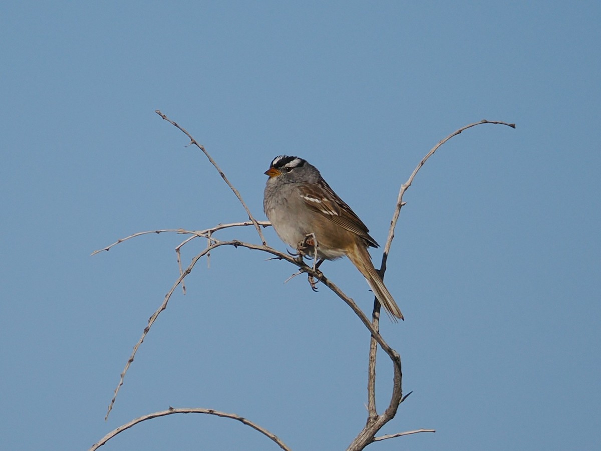 White-crowned Sparrow (Gambel's) - ML655428346