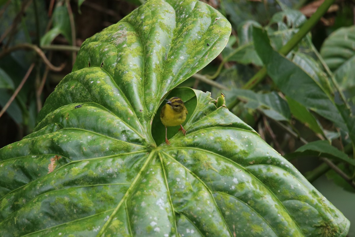 Choco Warbler - ML655428640