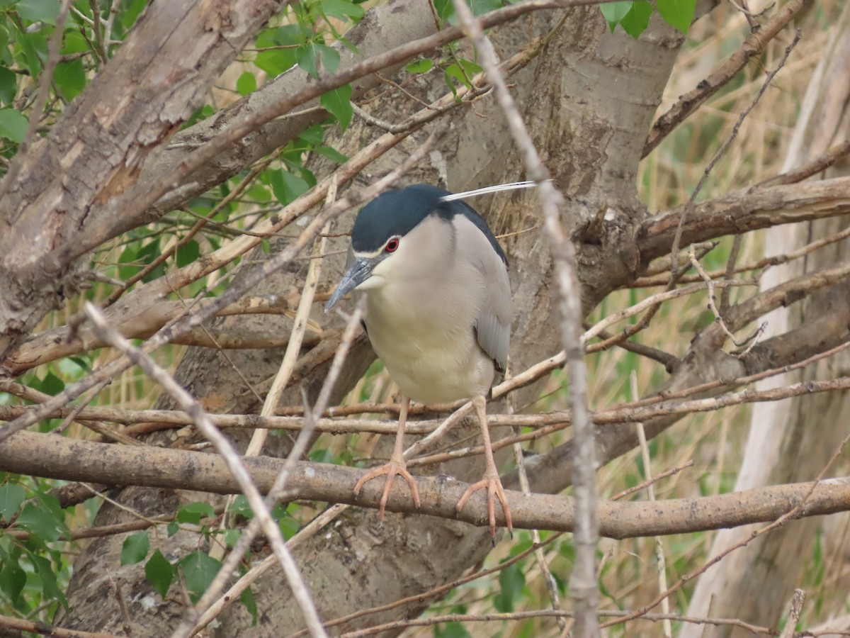 Black-crowned Night Heron - ML655428643