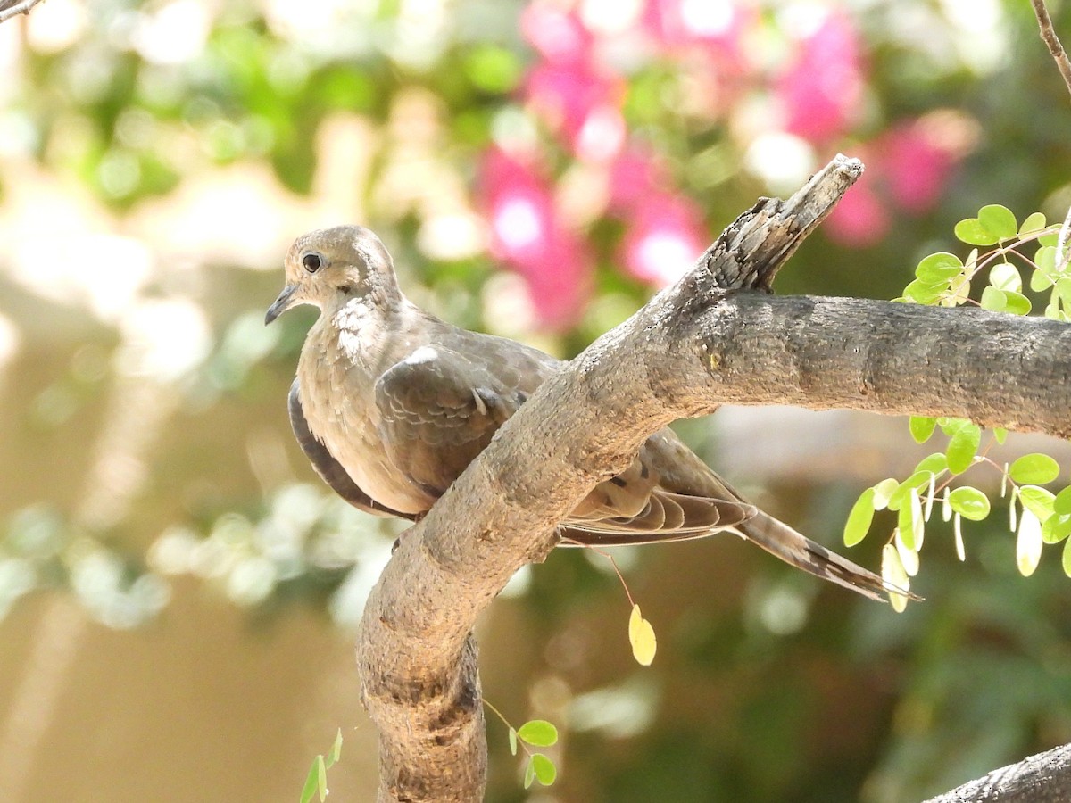 eBird Checklist - 20 Apr 2026 - Griffin Riley Home - 17 species