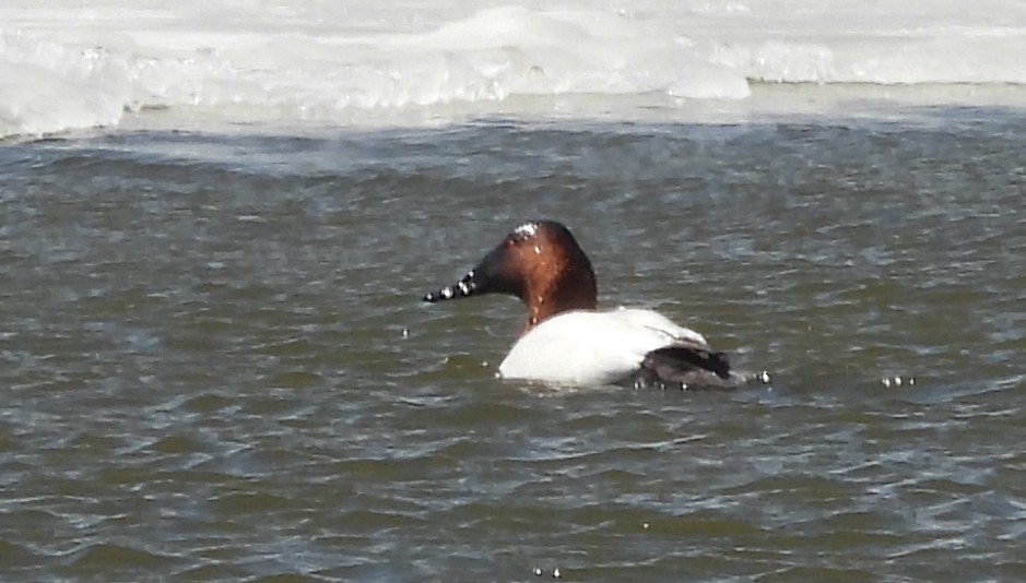 kanvasand - ML655428877