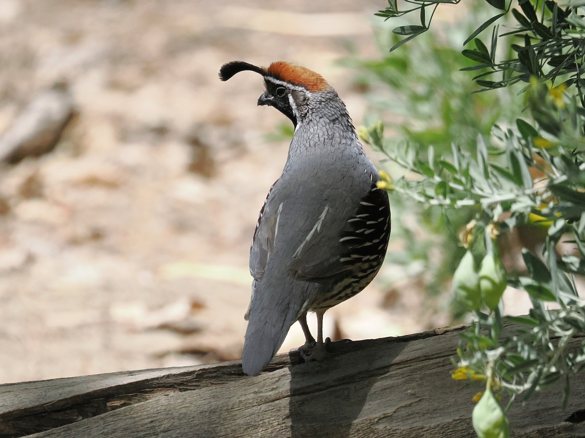 Gambel's Quail - ML655428943