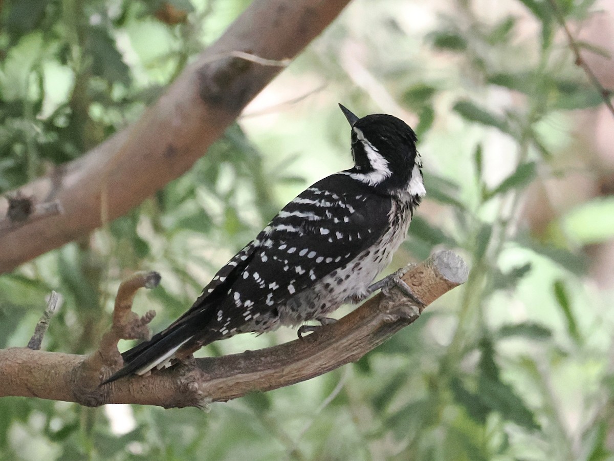 Nuttall's Woodpecker - ML655428966