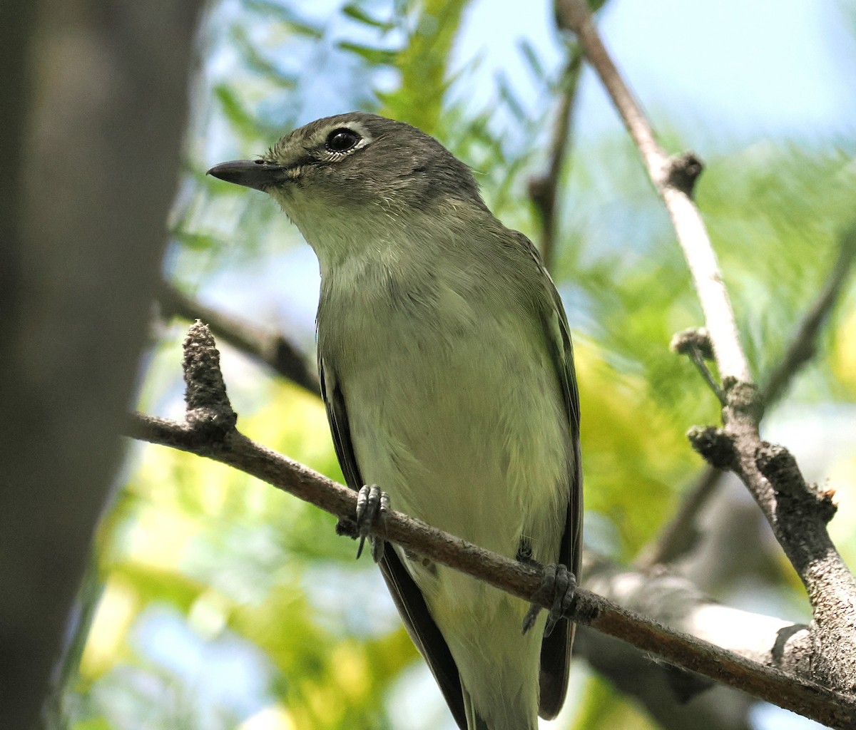 Cassin's Vireo - ML655429073