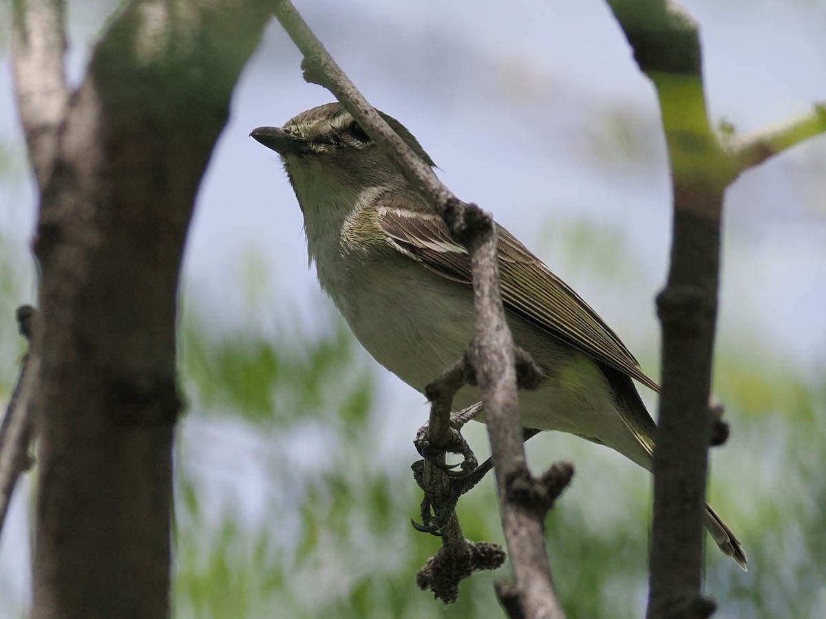 Cassin's Vireo - ML655429083