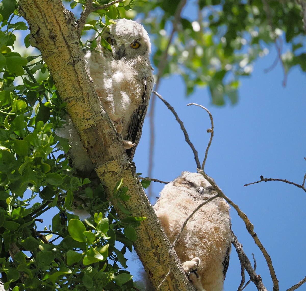 Great Horned Owl - ML655429093