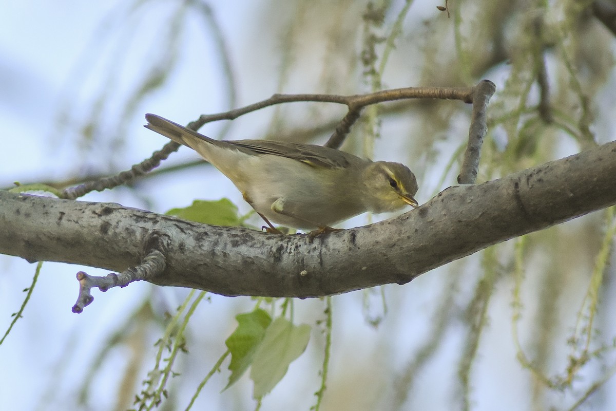 Willow Warbler - ML655429273