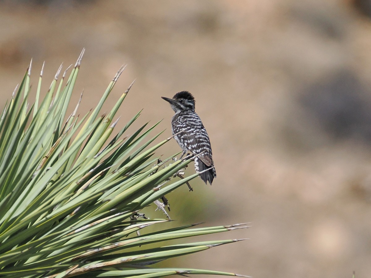 Ladder-backed Woodpecker - ML655429740