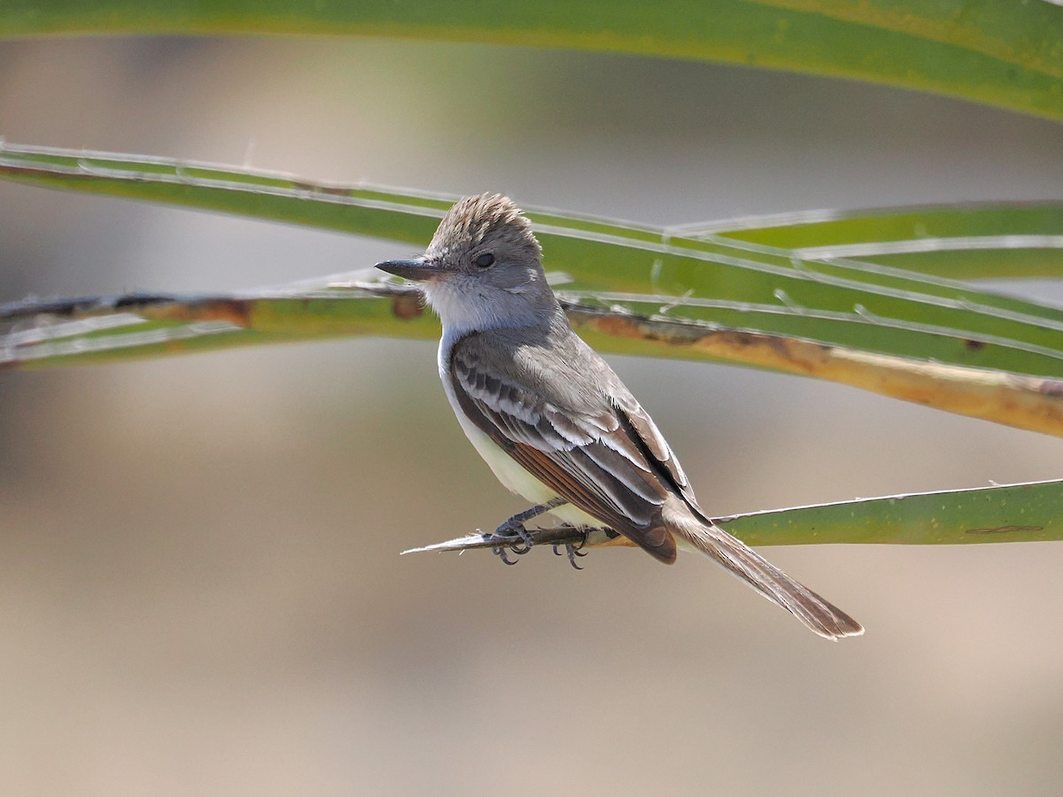 Ash-throated Flycatcher - ML655429743
