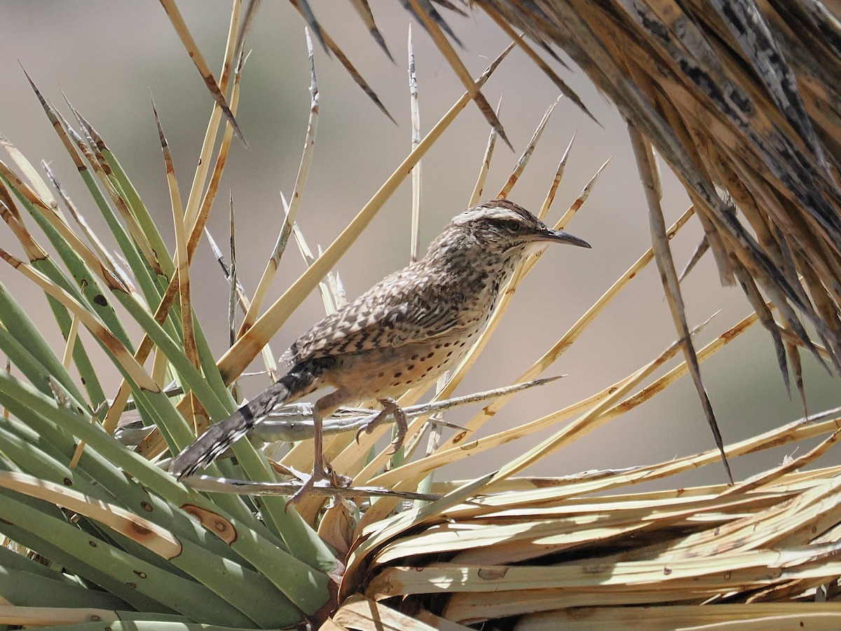 Cactus Wren - ML655429757